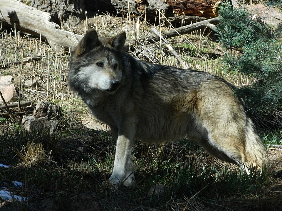 Mexican grey wolf cheyenne mountain zoo.JPG