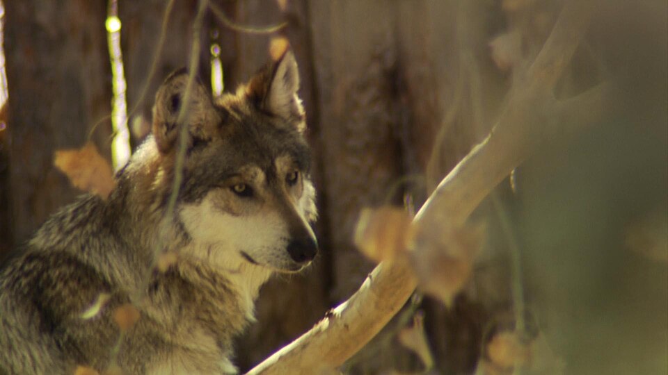 Mexican Grey Wolf (5438623847).jpg