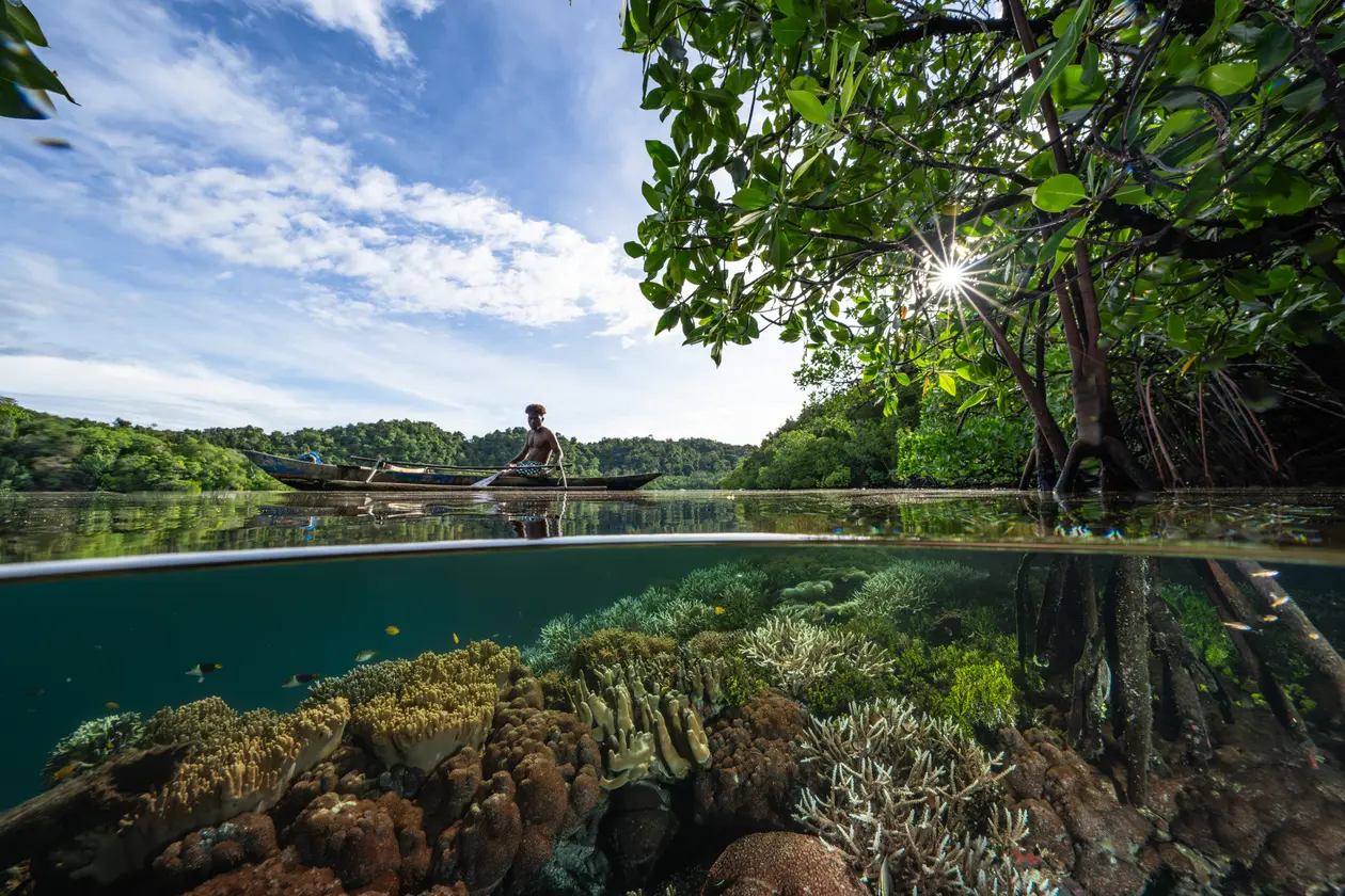 A coral reef around the roots of mangrove trees in Raja Ampat, Indonesia. — Image via Yale School of the Environment