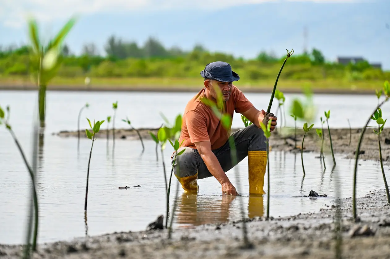 A man plants mangrove seedlings in Banda Aceh, Indonesia. Hand-planted mangroves rarely reach maturity.