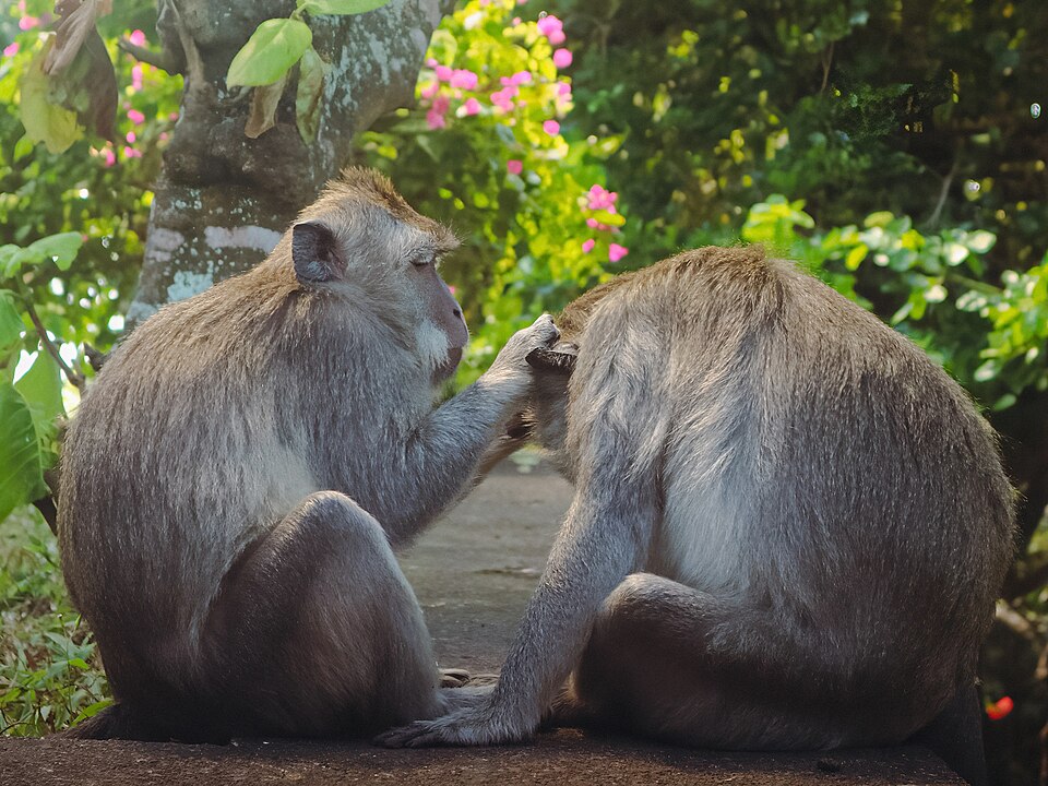 Long-tailed macaques grooming at Uluwatu, Bali, Indonesia.jpg