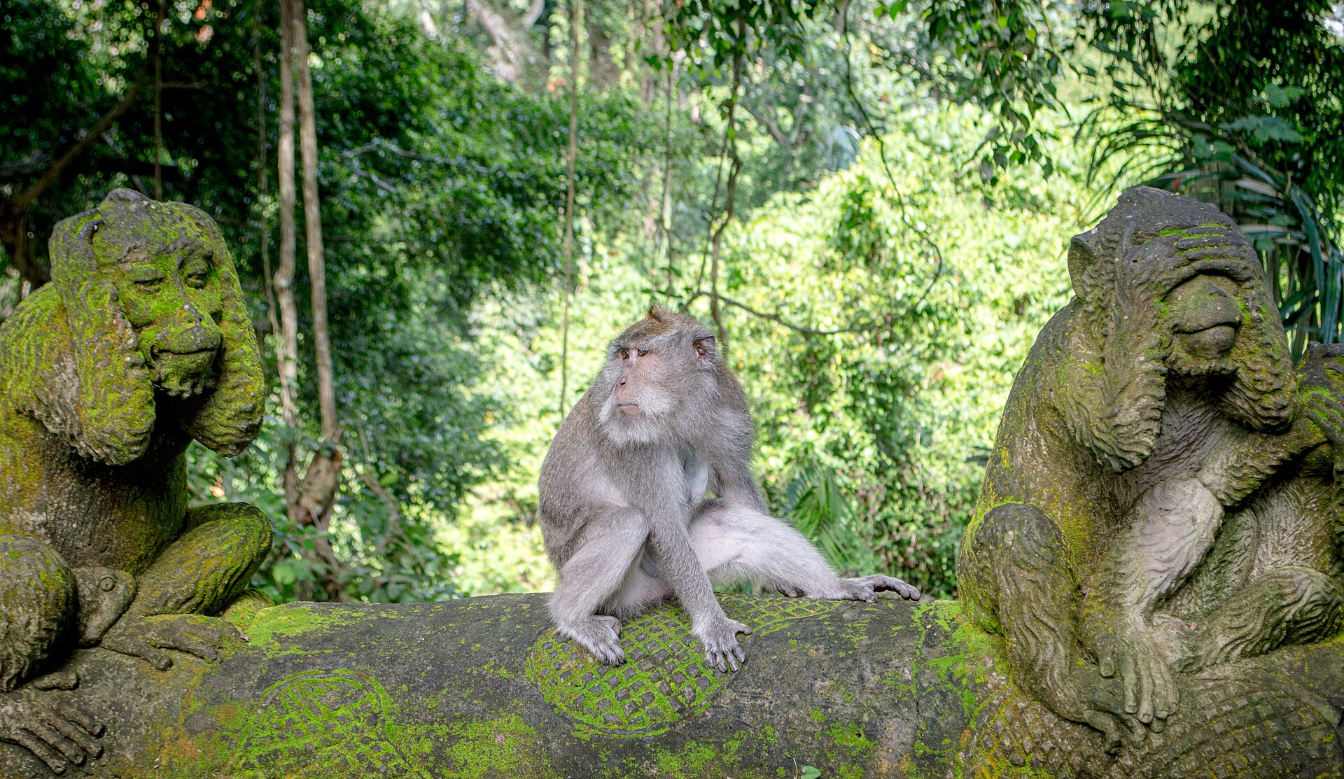 Banner image: A long-tailed macaque in Bali, Indonesia. Image by Philip Nalangan via Wikimedia (CC BY 4.0).