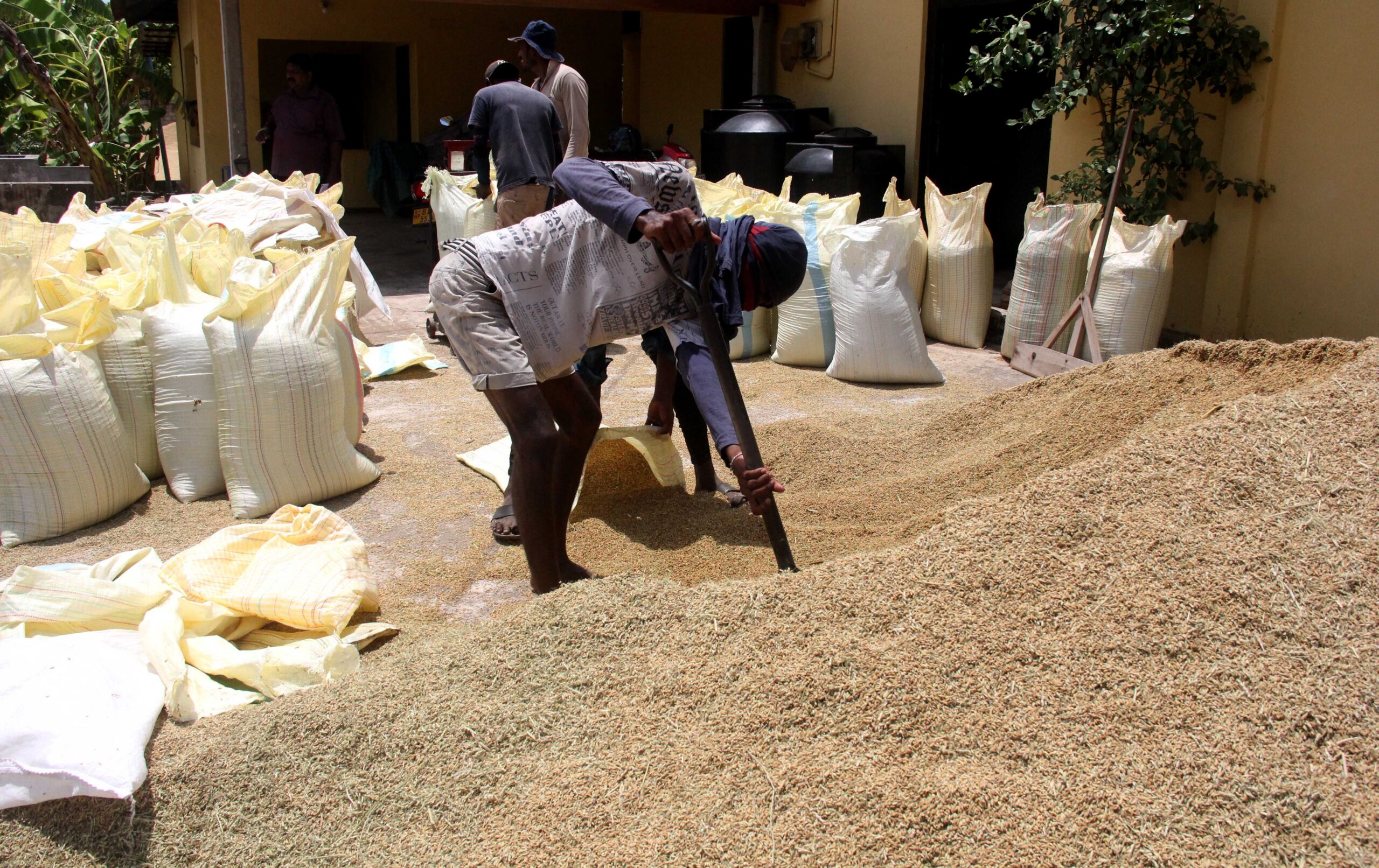 Sri Lanka, güçlü El Niño'ya karşı su yönetimi ve geleneksel bilgiyle hazırlanıyor