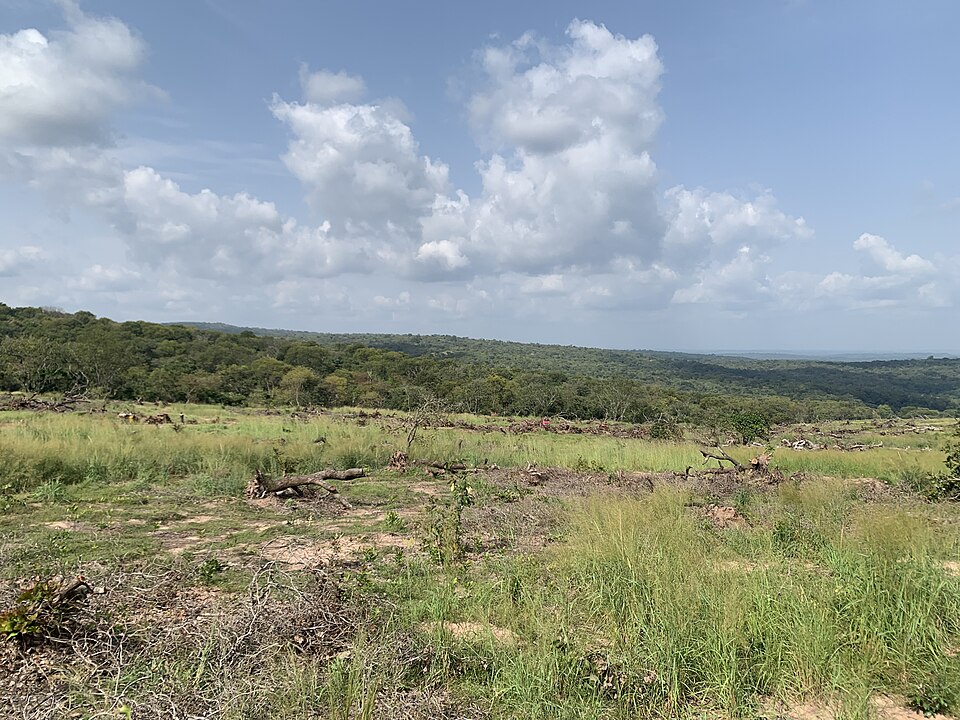 The effect of the deforestation at the site that has caused exposure of land cover.jpg