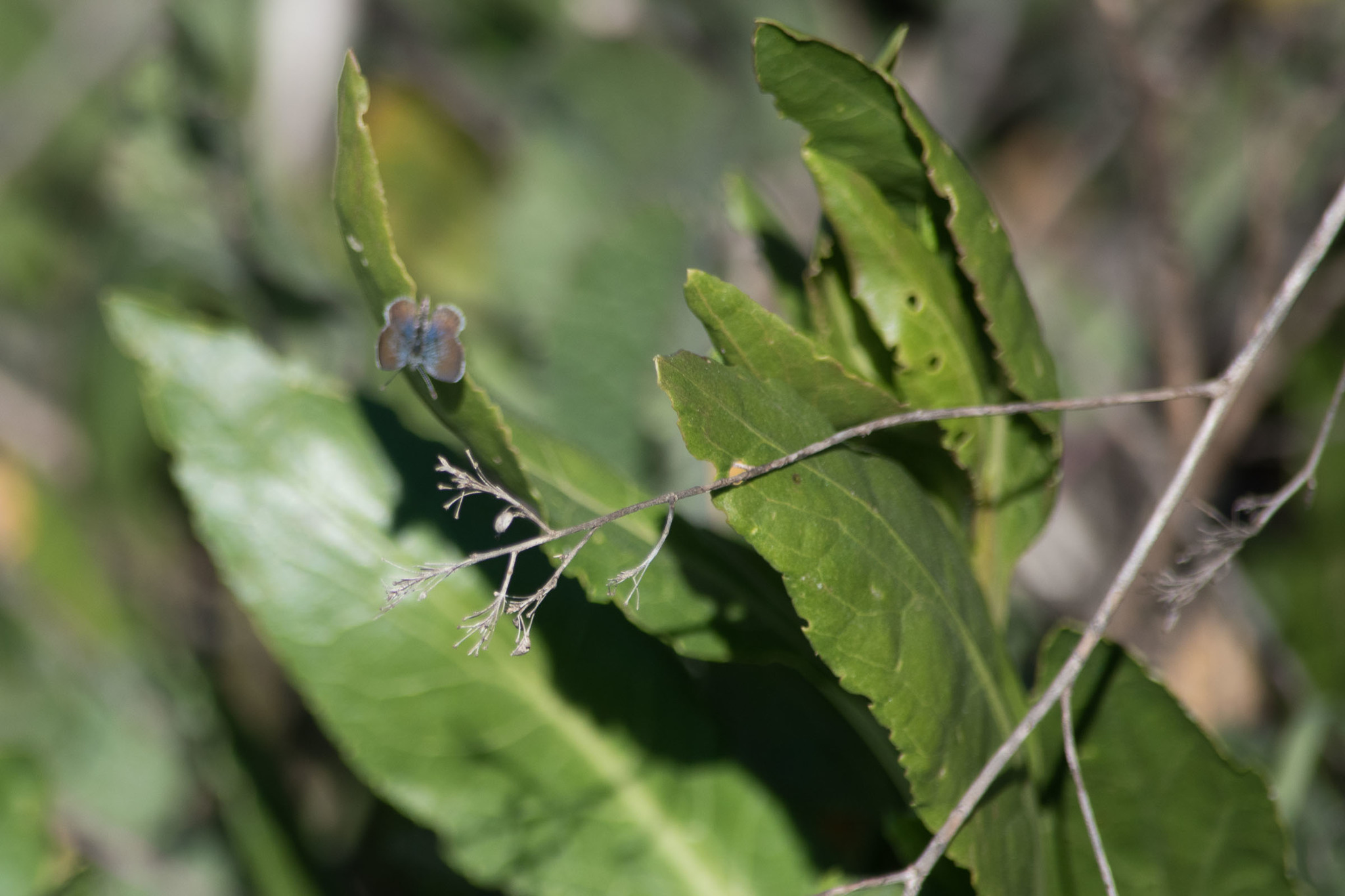 Brephidium exilis