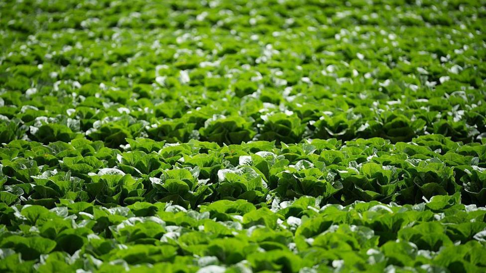 A field of lettuce