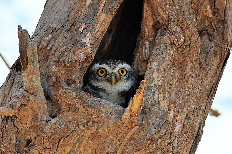 Spotted Owlet staring from tree cavity.jpg