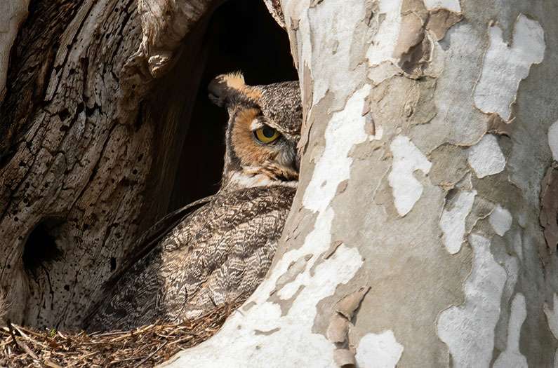 The humble tree hole turn out to be a remarkable climate refuge