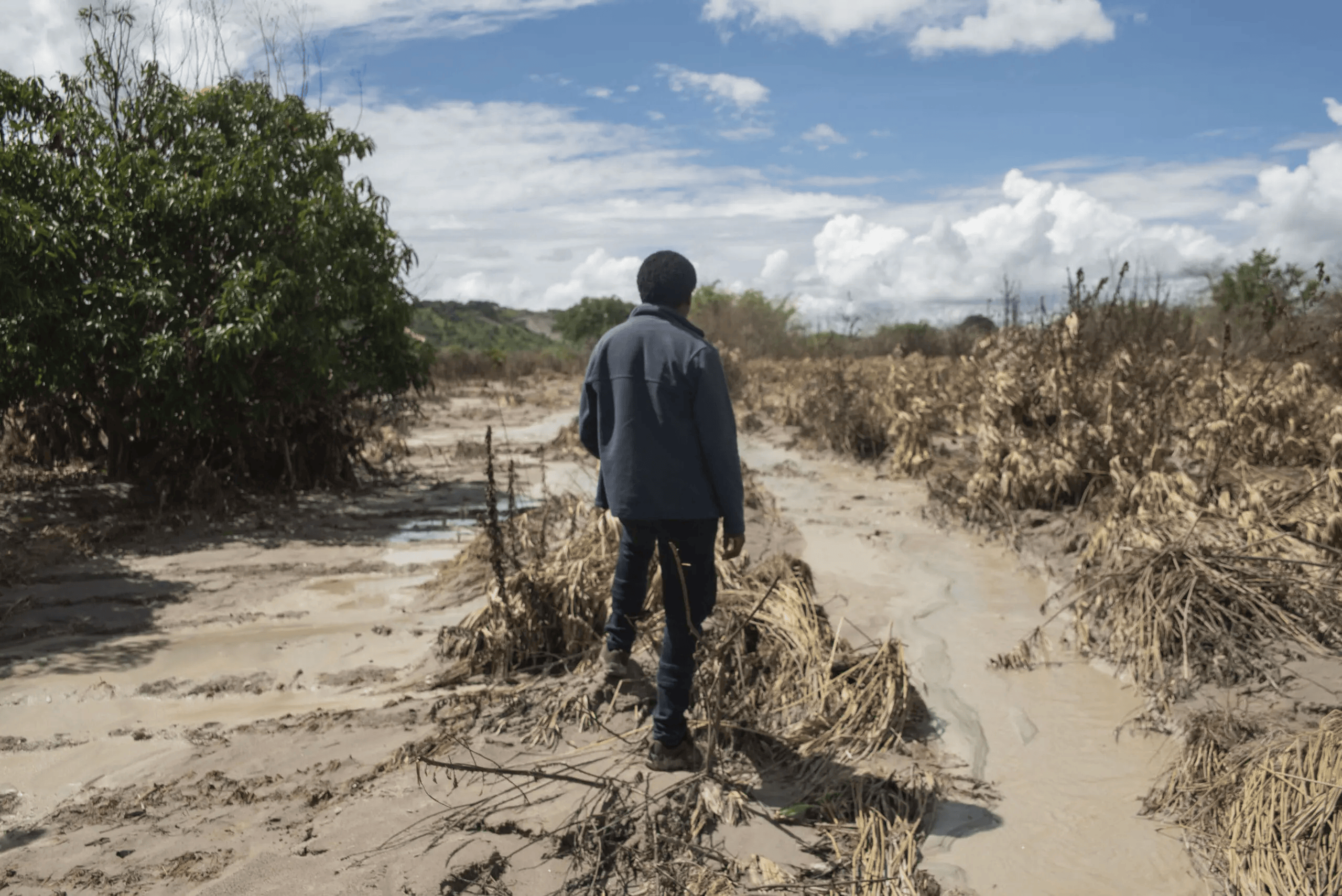 Destroyed crops along the Chambishi Stream after the Sino-Metals Leach Zambia tailings spill, taken around 6 March 2025. Image courtesy of Southern Africa Litigation Center.