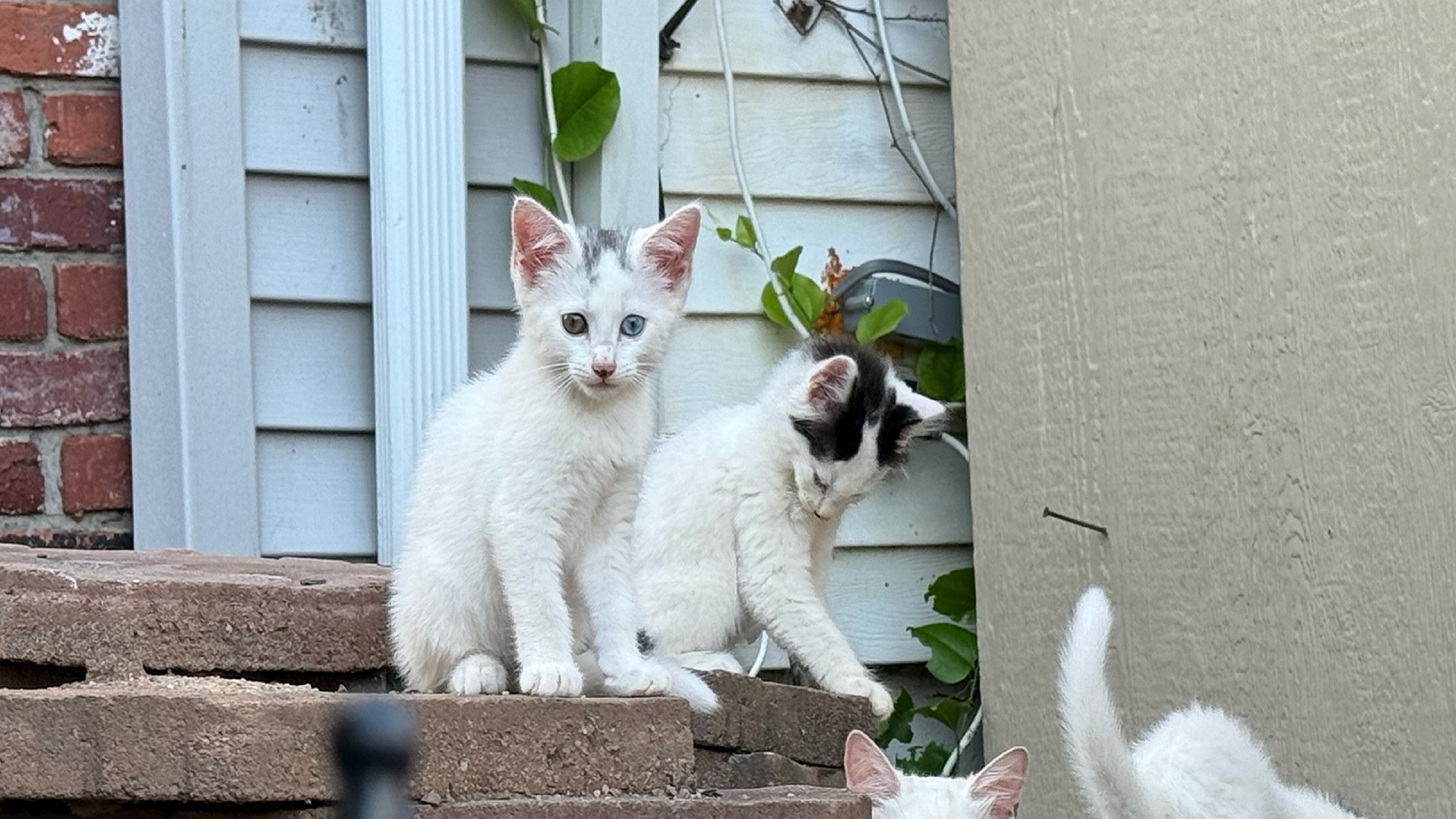 Unowned, free-roaming cats in New York City. Trap-neuter-return programs can help sterilize and manage feral and stray populations in the city. Image courtesy of Neighborhood Cats.
