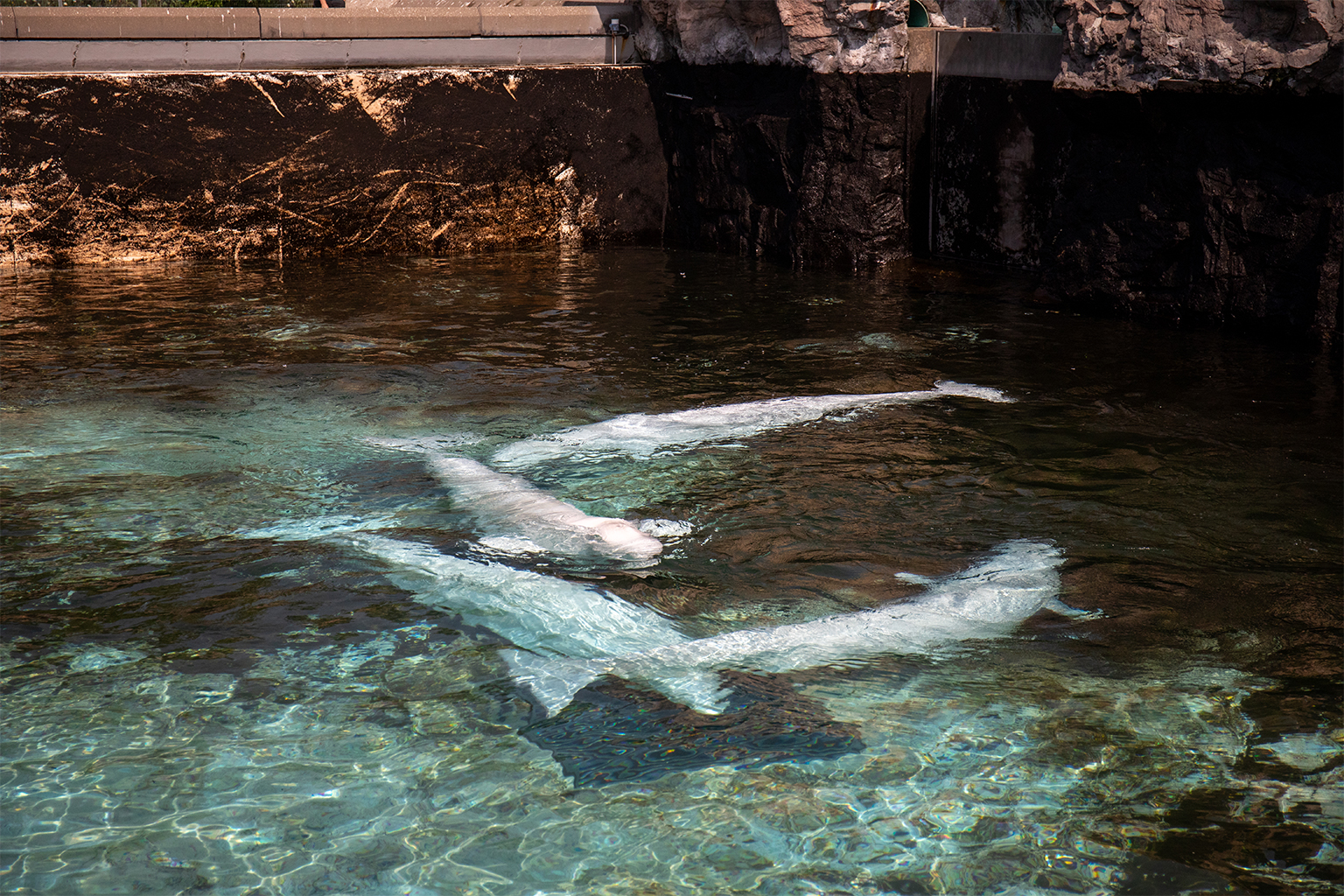 Belugas in the concrete tanks at Marineland before their rescue. These whales spent most of their lives in captivity, which resulted in ill health due to stress, stereotypy, and metabolic disorders. Image courtesy of Georgia Aquarium.