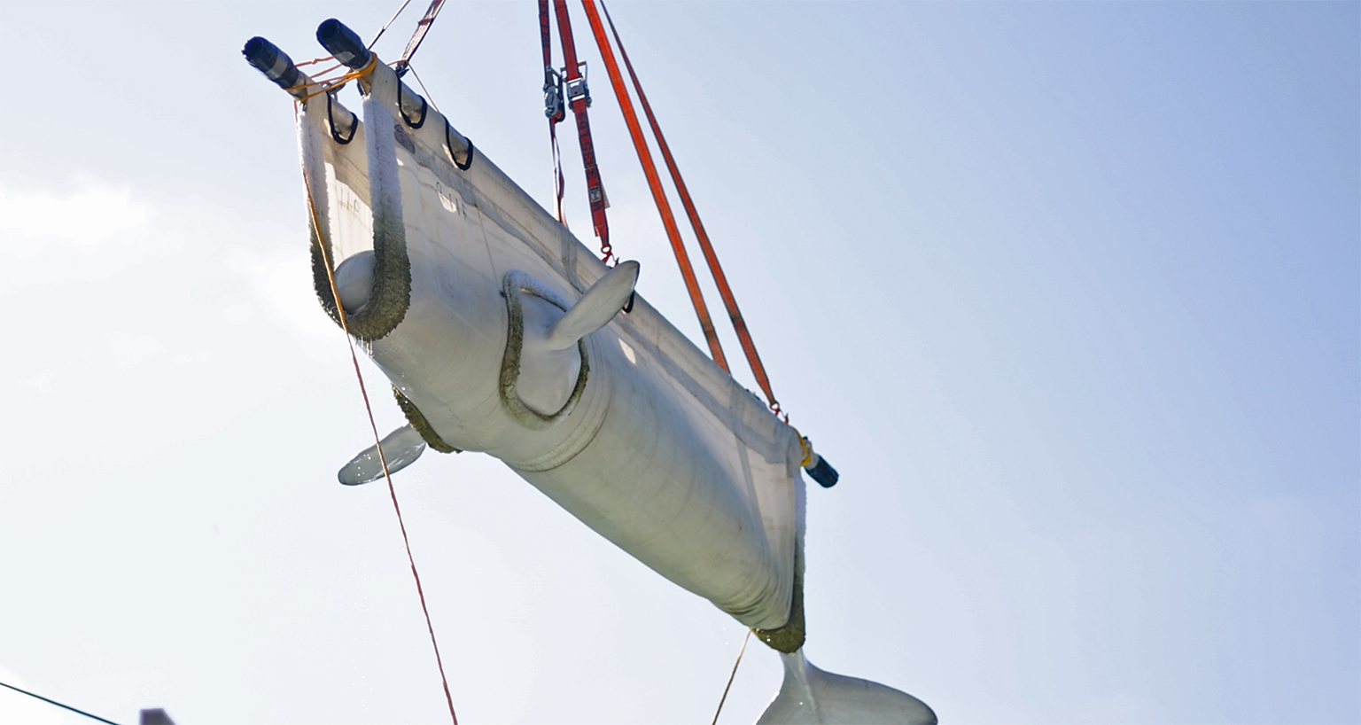 A rescued beluga arrives on a stretcher at SeaWorld San Antonio. The facility is home to 13 rescued whales from Marineland. Scientists say long-distance transport stresses the belugas, which are already in poor health. Image courtesy of SeaWorld San Antonio.