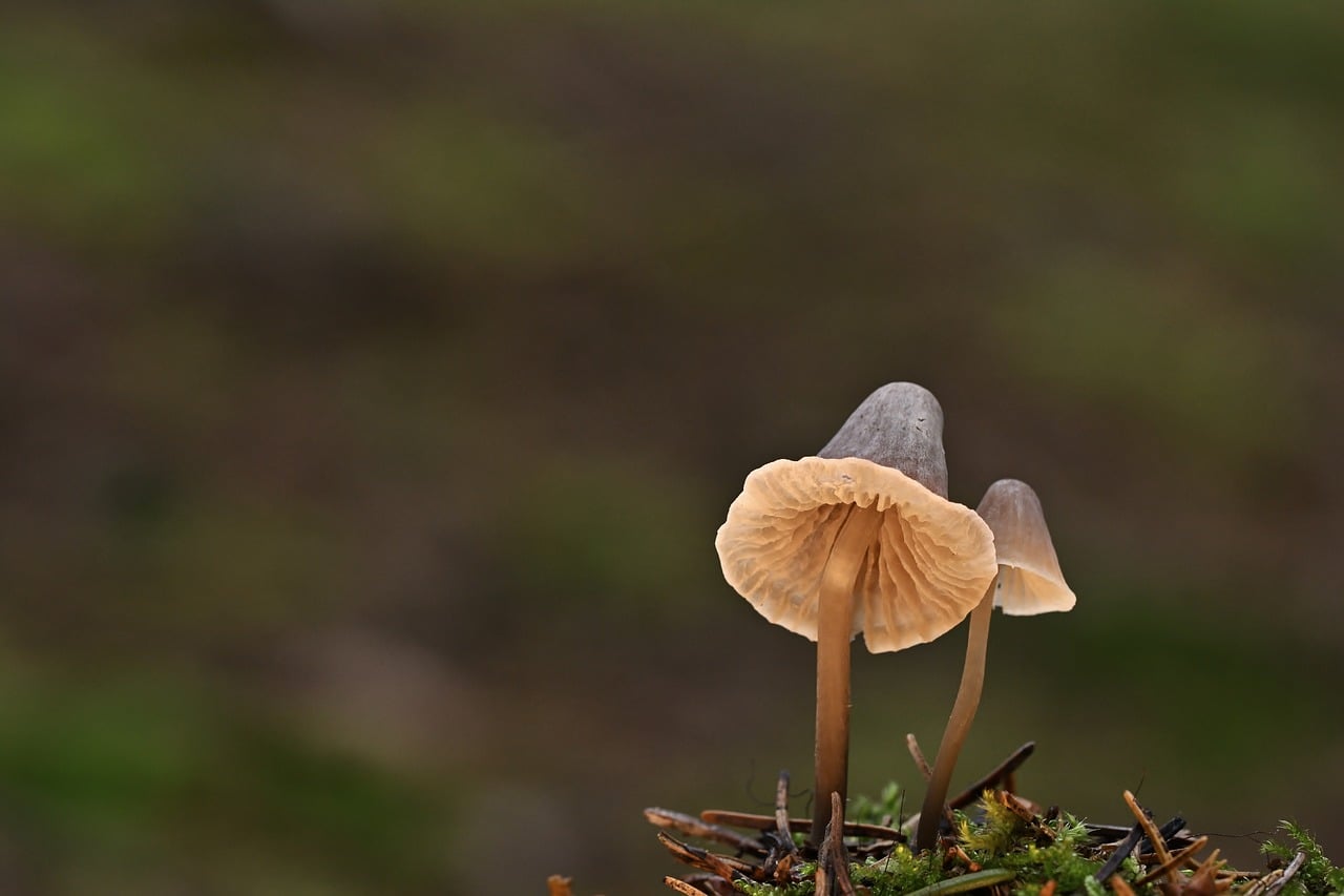 mushrooms, fungal science, forest floor, close up, fruiting bodies, forest, moss, nature — Image by jggrz from Pixabay · Pixabay Content License