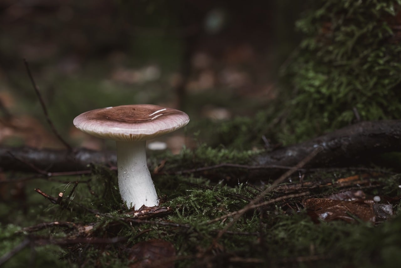 mushroom, forest floor, cool backgrounds, laptop wallpaper, full hd wallpaper, fungus, free background, woodland habitat, natural beauty, nature wallpaper, wallpaper hd, 4k wallpaper, ecological wonder, 4k wallpaper 1920x1080, beautiful wallpaper, green moss, nature, hd wallpaper, autumn, nature bac — Image by ahmetyuksek from Pixabay · Pixabay Content License