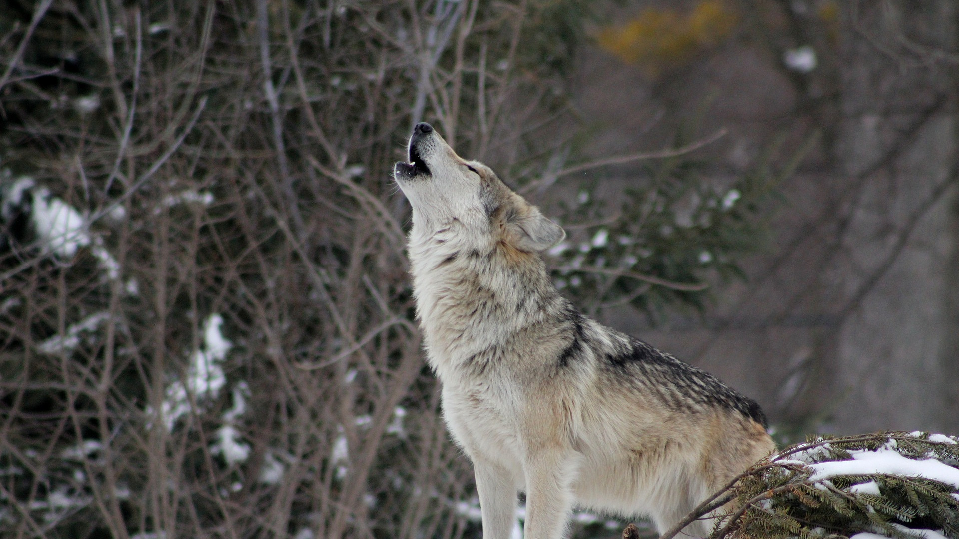 Wolf howling