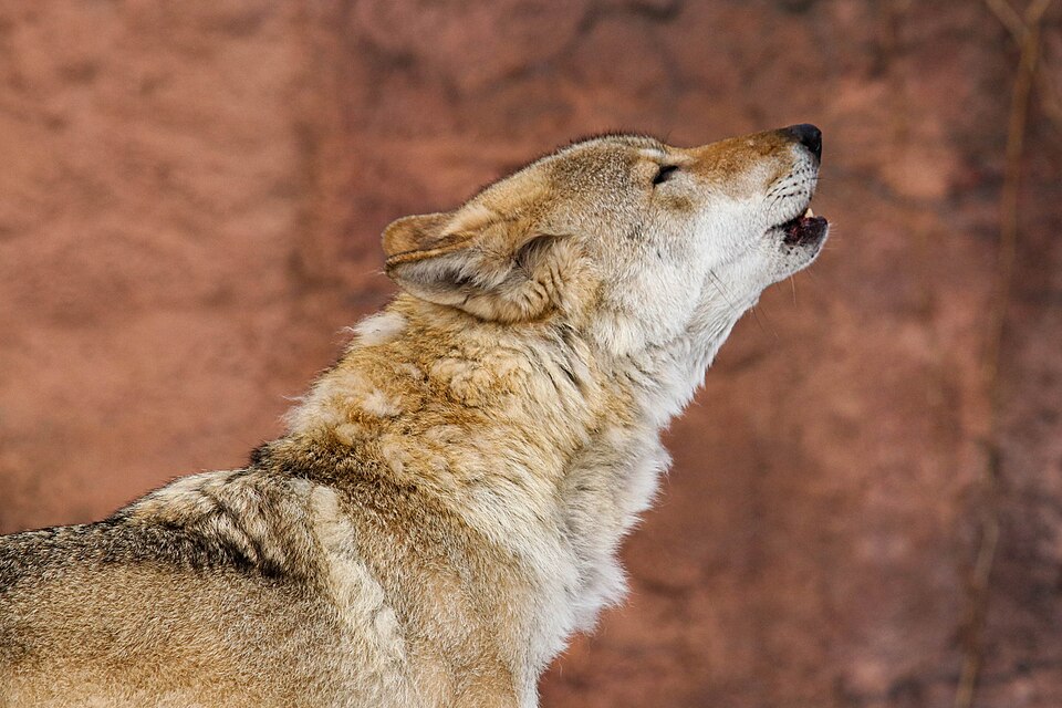 Howling wolf 1.jpg