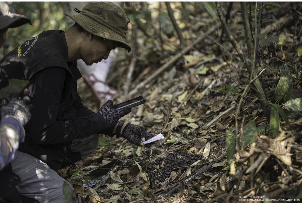 Image via Mongabay A field technician from the Annamite Mountains Research and Conservation Team photographs a dung sample found in the forest during the search for Saola. Souksamlan Laladeth / Saola Foundation. — Image via Mongabay