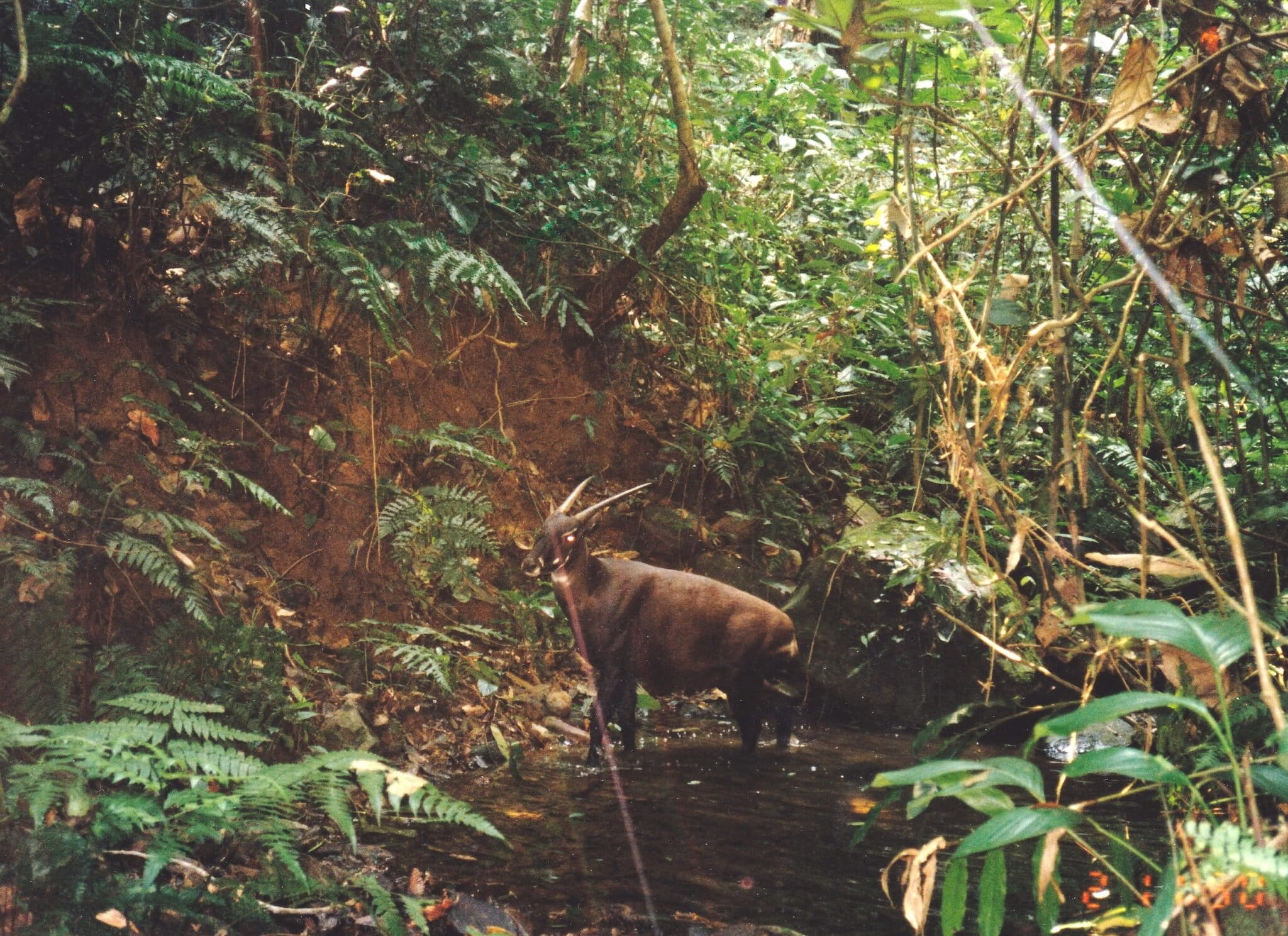 Image by Ban Vangban Village/W. Robichaud/WCS. This 1999 camera trap photo of a saola in Laos is one of the few images of a wild saola. Image by Ban Vangban Village/W. Robichaud/WCS.