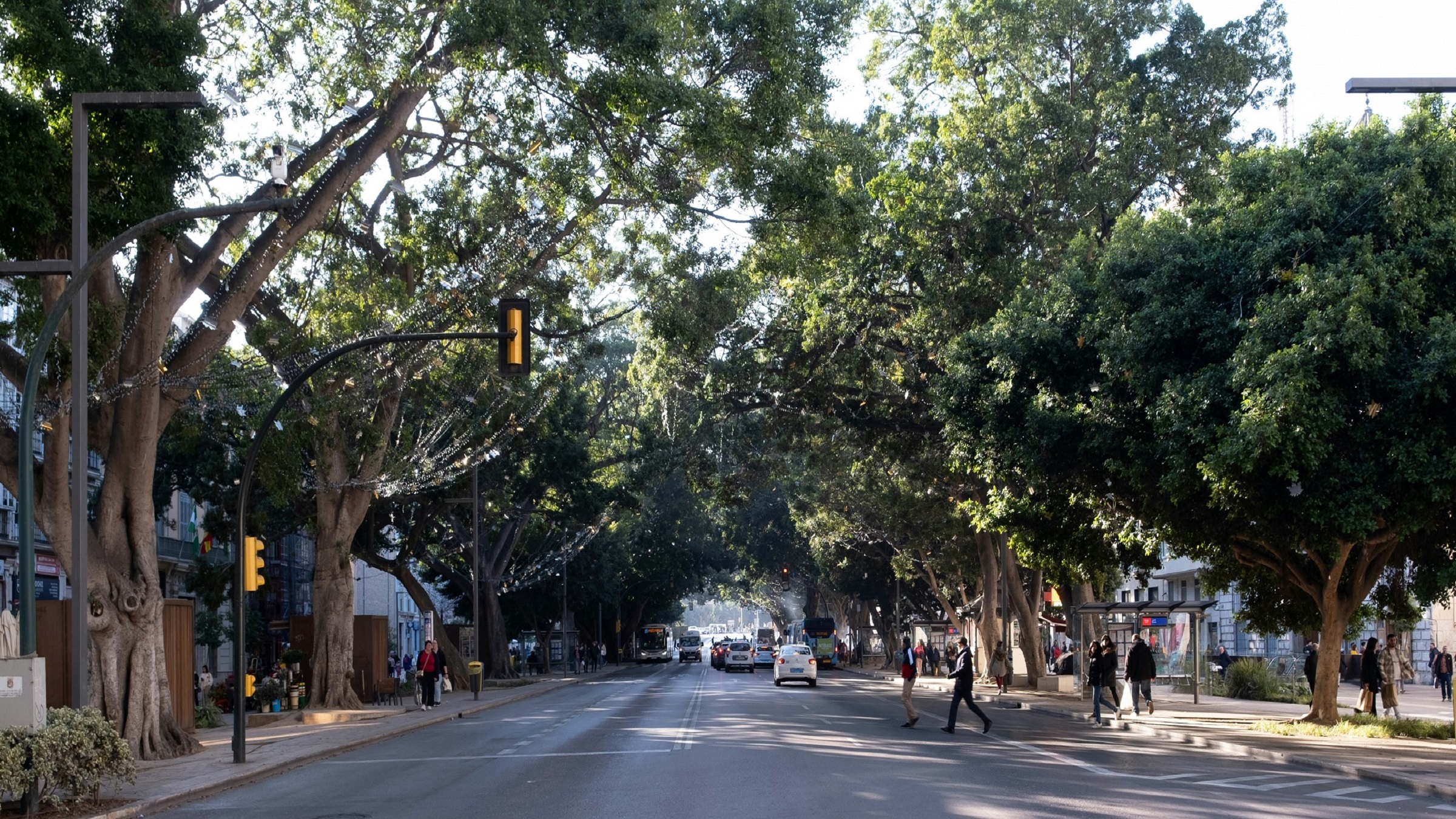 Street trees shading an asphalt road in Málaga, Spain. While trees are the obvious go-to cooling solution, their upkeep can be expensive. Image by Ari Dinar via Unsplash (Free to use).