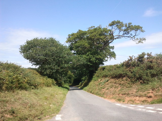 Trees shading the lane ahead - geograph.org.uk - 2546986.jpg