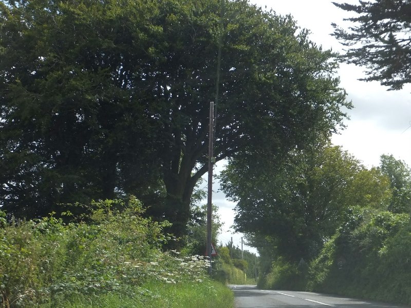 Trees shading the A382 - geograph.org.uk - 3066443.jpg