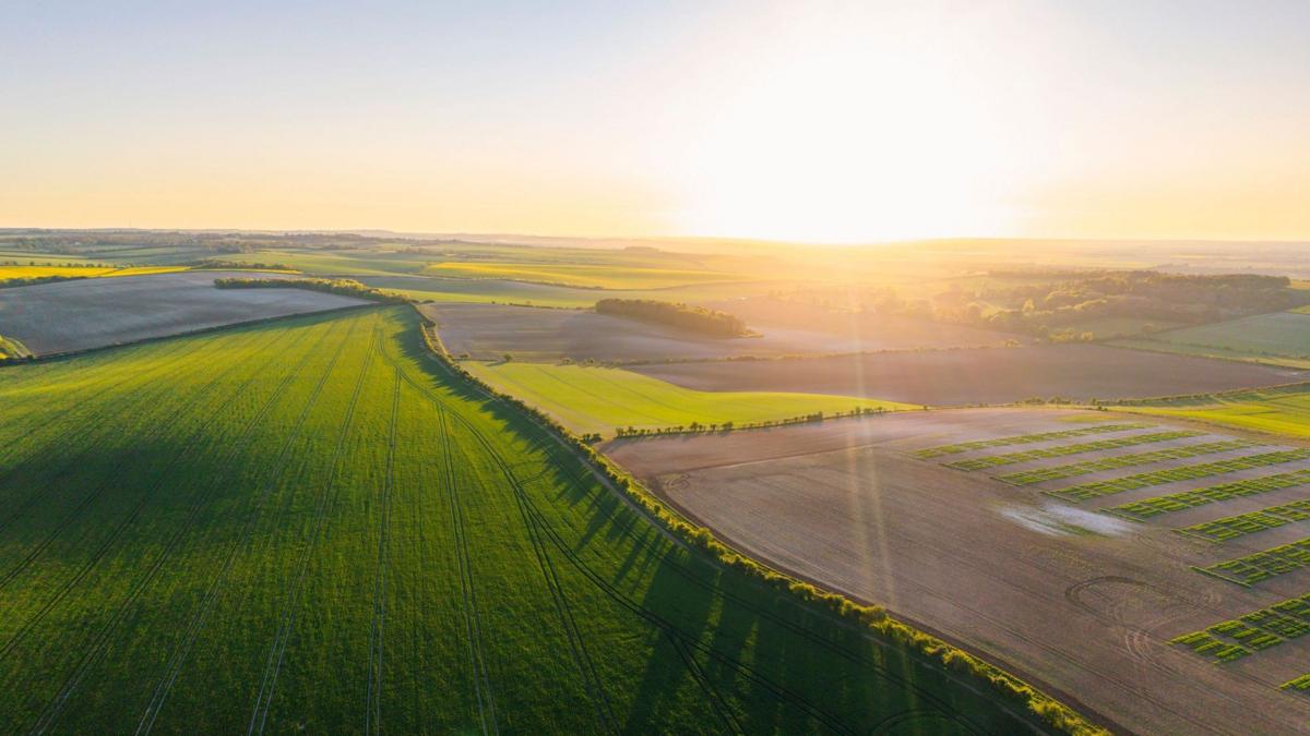 A drone view shows agricultural fields split by a line of trees, with long shadows being thrown across the field in the foreground by a beautiful sunset. Browner ploughed fields run alongside the back of the trees.