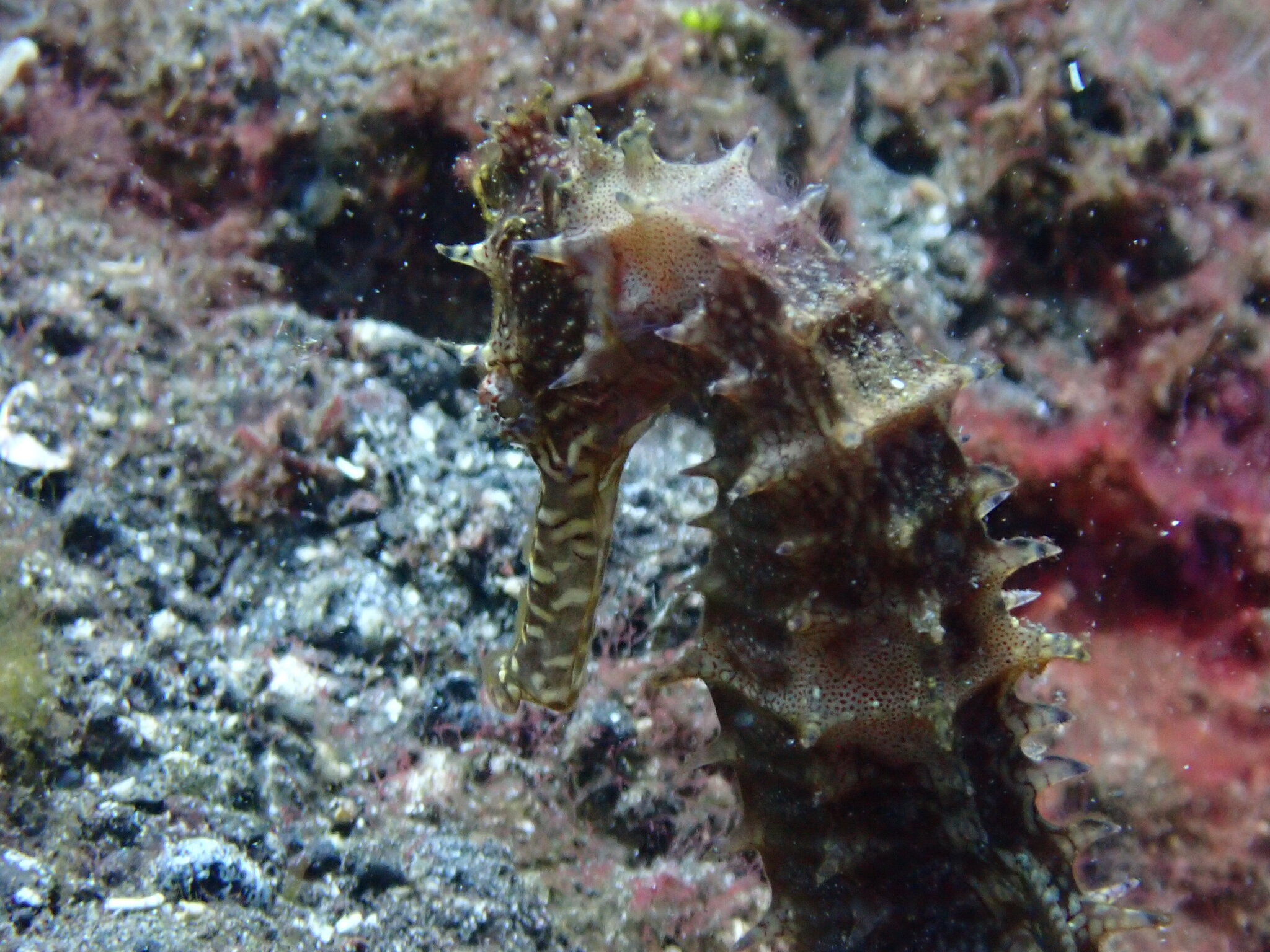 Hippocampus histrix