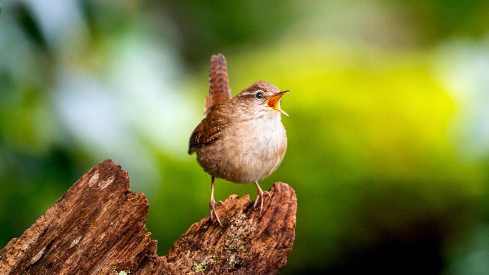 A European wren - a small, brown, speckled bird with a white chest appears to sing its heart out in the sunshine. It's beak is wide open with song and its short, squared off tail sticks upward as it perches on a log.