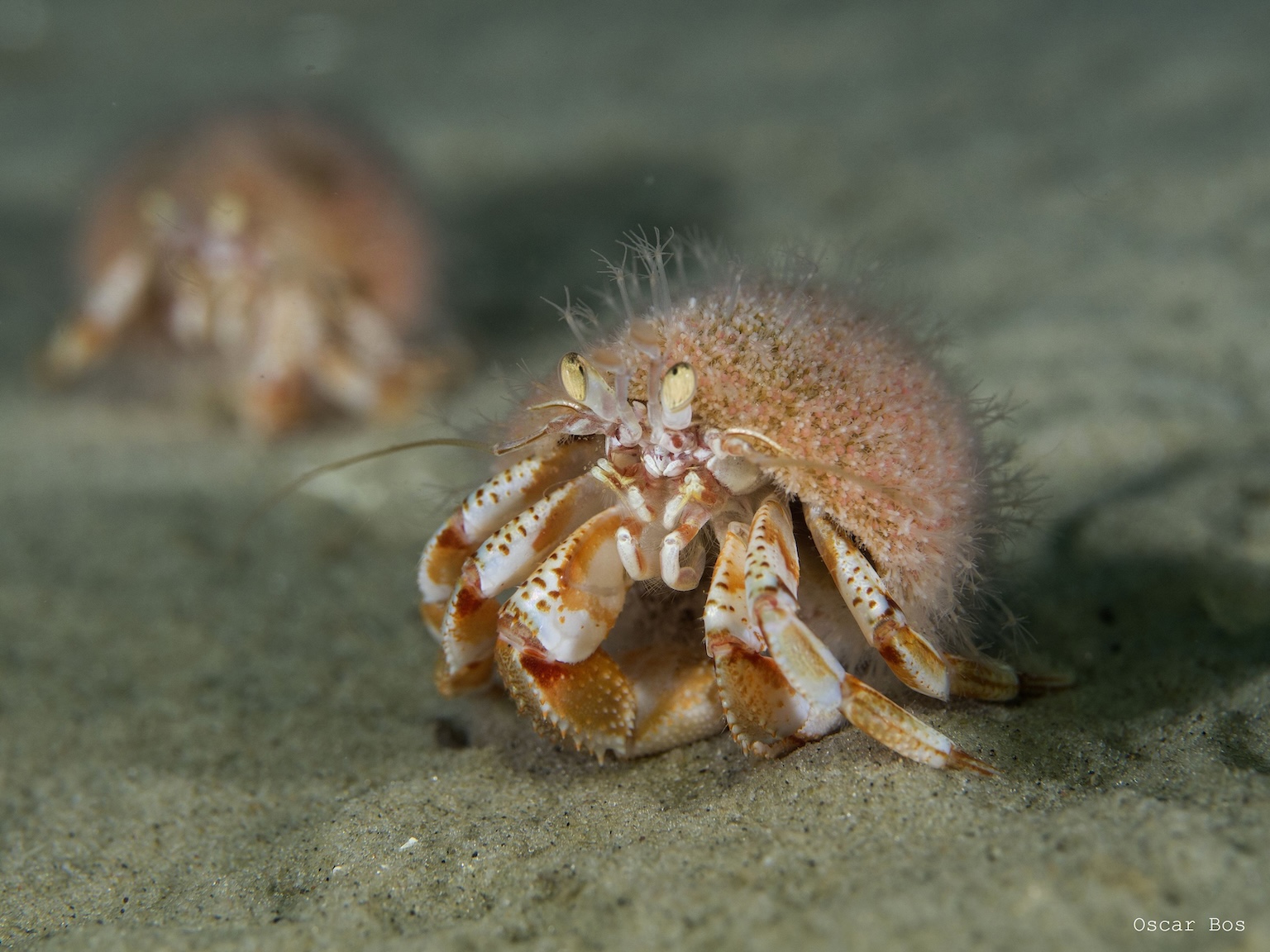 A common hermit crab (Pagurus bernhardus), one of the species that lives in Dogger Bank and is highly affected by trawling. Image courtesy of Oscar Bos.