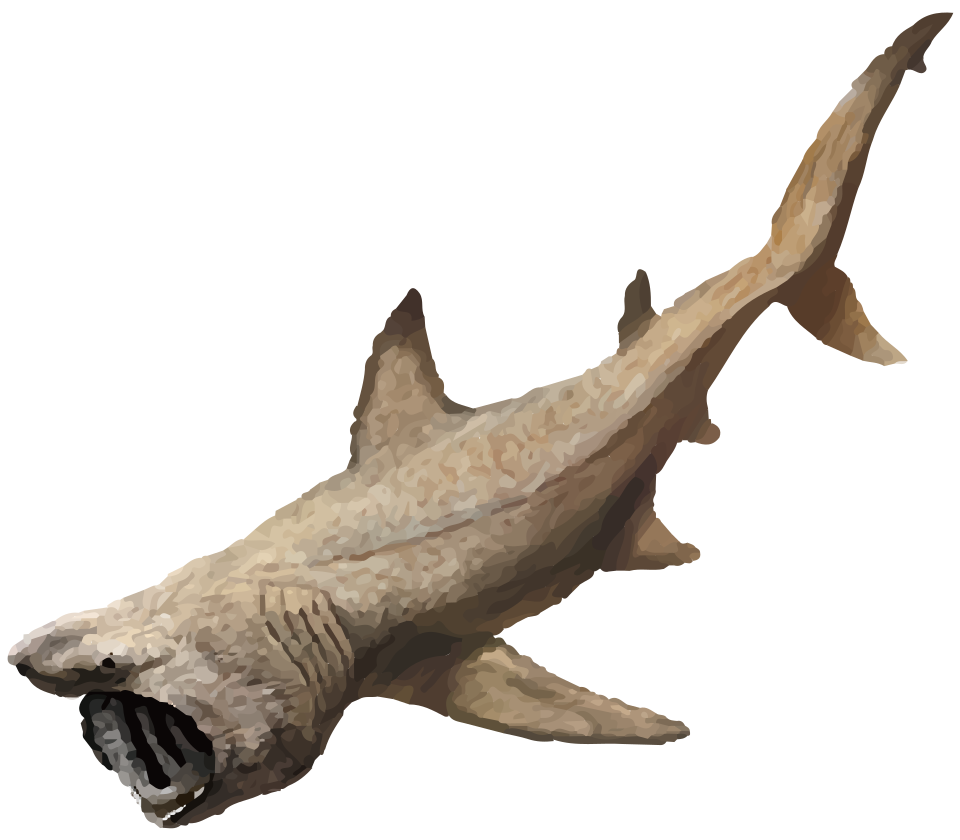 202411 Cetorhinus maximus.svg