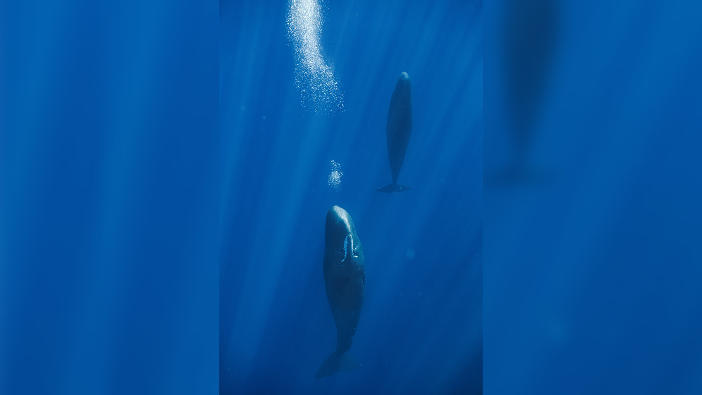 A sperm whale resting and releasing bubbles. Image courtesy of the University of St Andrews.