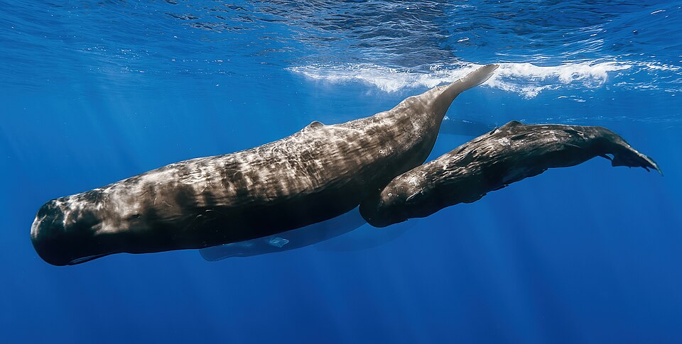"Sperm whale pod recolored.jpg" by Gabriel Barathieu, CC BY-SA 2.0, via Wikimedia Commons Sperm whale pod recolored.jpg — "Sperm whale pod recolored.jpg" by Gabriel Barathieu, CC BY-SA 2.0, via Wikimedia Commons