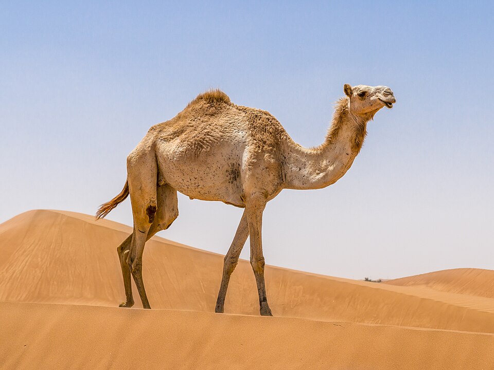 Camel walking on the Rub al Khali.jpg