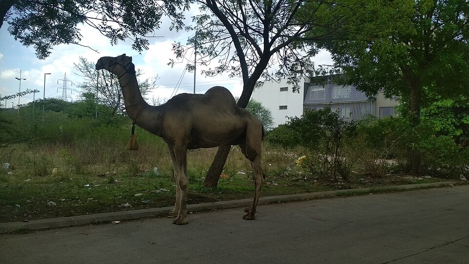 Camel walking on road.jpg