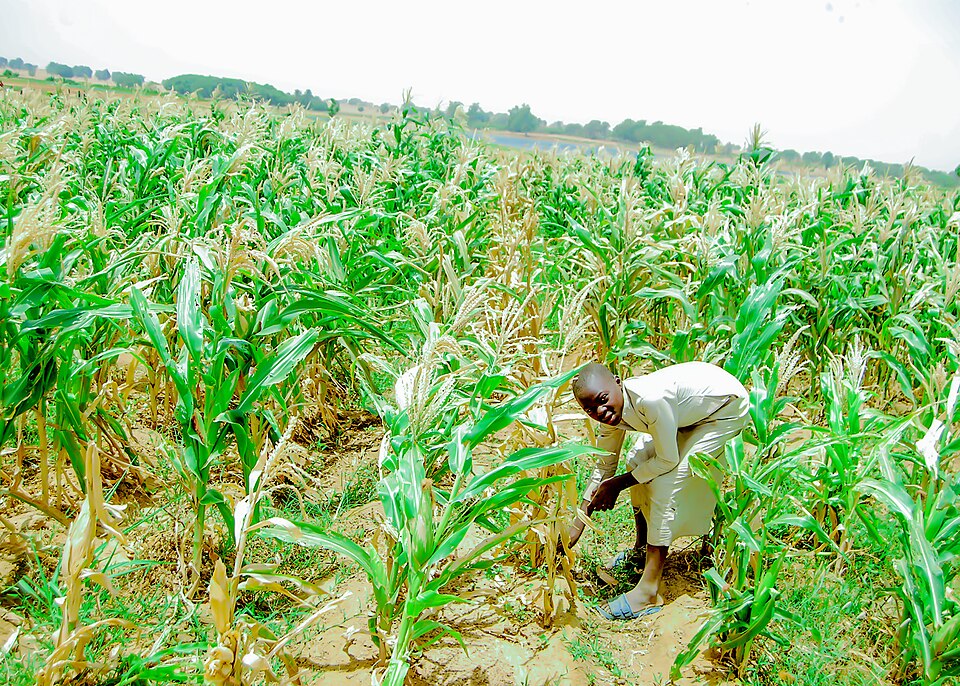 Maize farmer 1.jpg — "Maize farmer 1.jpg" by Salihu Aliyu, CC BY-SA 4.0, via Wikimedia Commons