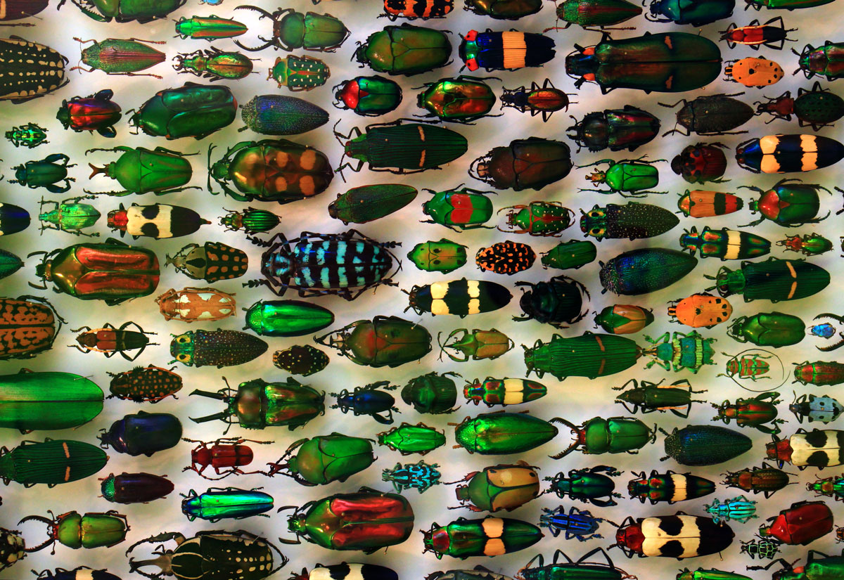 A tiny sampling of tropical beetle diversity displayed at the Staatliches Museum für Naturkunde Karlsruhe, Germany. Image by H. Zell/CC 3.0.