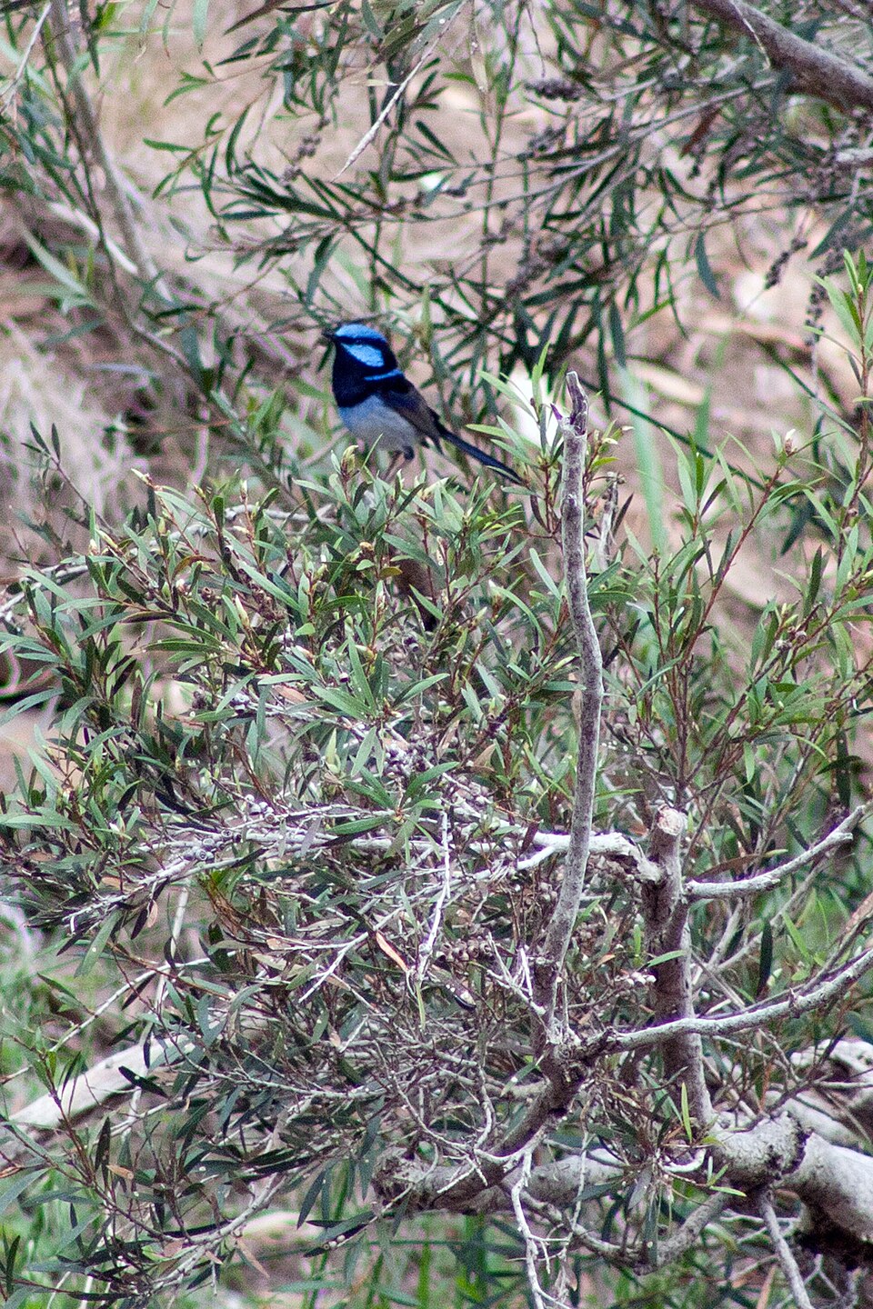 Superb Fairy Wren, Malurus cyaneus, Werribee Gorge State Park, Victoria Australia (6221729526).jpg