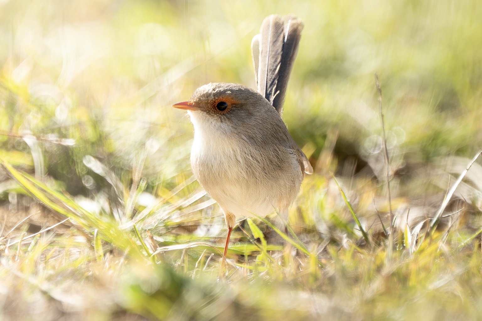 Female superb fairywrens have a soft brown plumage unlike their bright blue male counterparts.