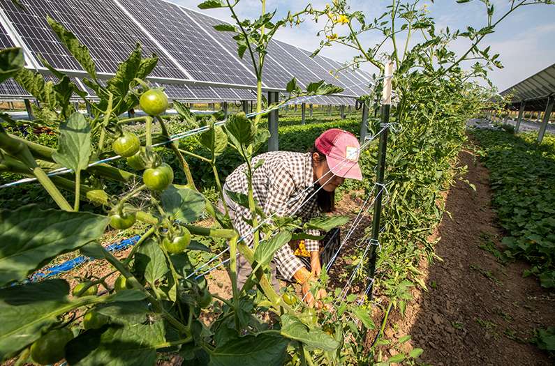 Solar panels could cool down farms—and farmworkers