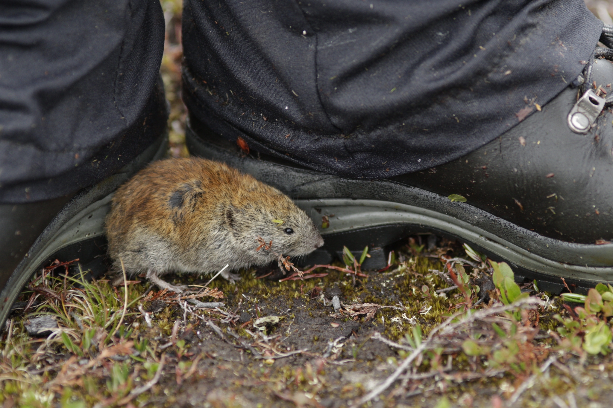 Myodes rufocanus