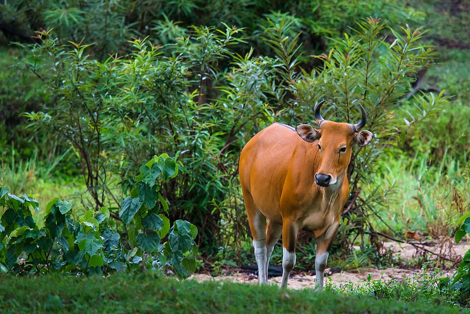 Bos javanicus, (wild) Banteng - Huai Kha Khaeng (19936183473).jpg
