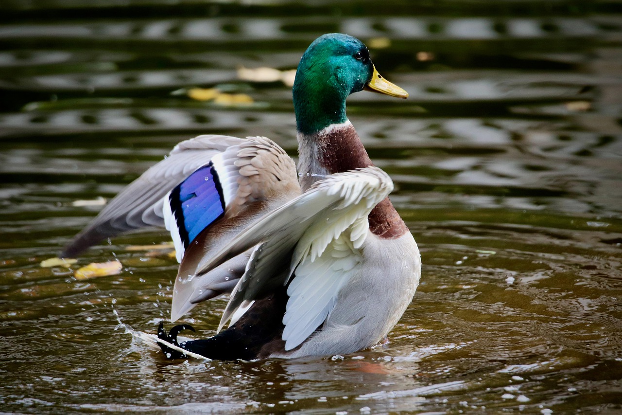 mallard, drake, water bird, bird, in the water, plumage, wing, wildlife, nature — Image by Nennieinszweidrei from Pixabay · Pixabay Content License