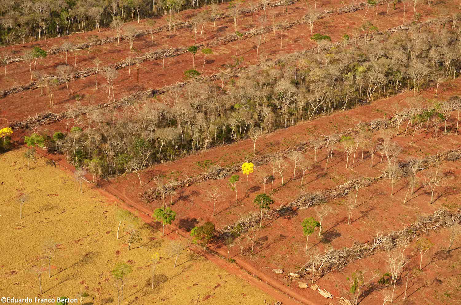 Deforestation in the Chiquitania in 2021, the Bolivian region with the largest tropical dry forest in the Americas.