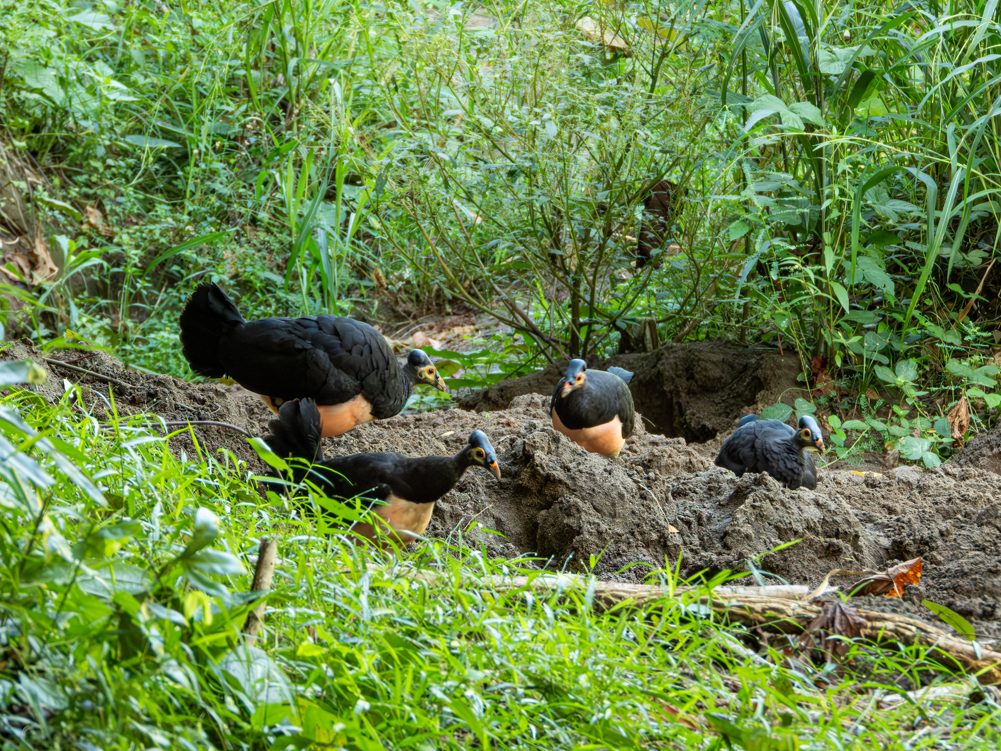 Macrocephalon maleo — "Macrocephalon maleo" by Jason Alexander, via GBIF · CC BY 4.0