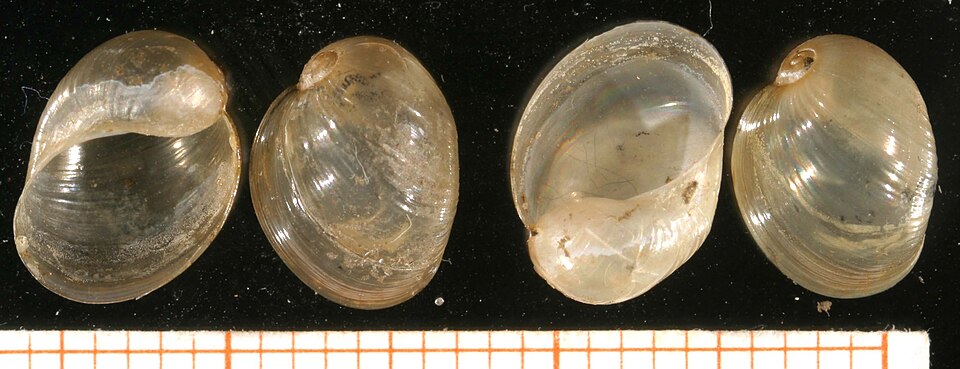 Myxas glutinosa.jpg