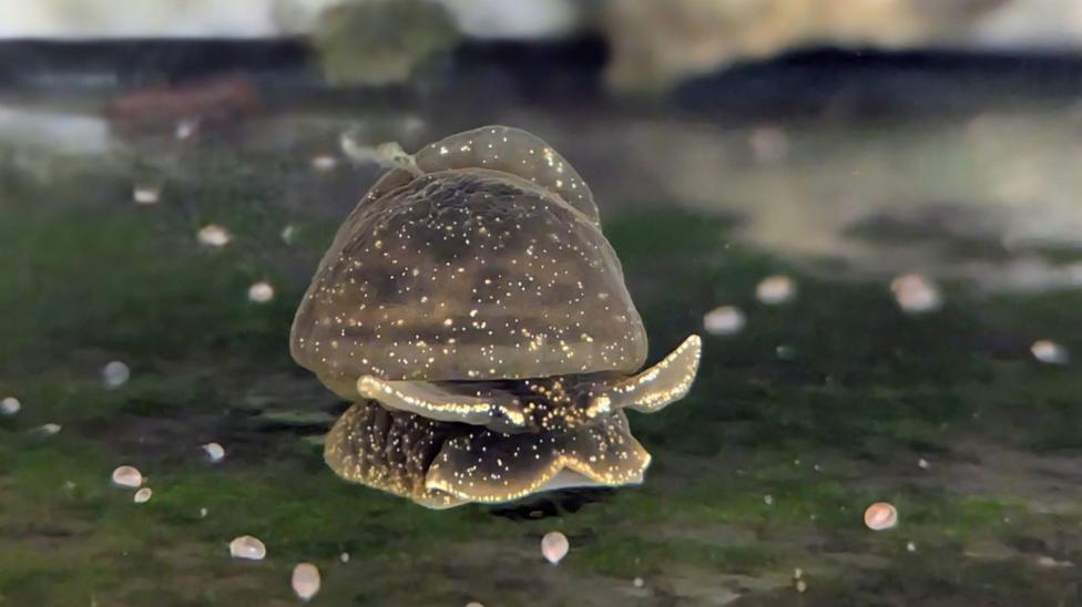 A glutinous snail in a tank in Dudley Zoo. The small, brown mollusc, flecked with spots of gold slithers across a surface covered in green algae.