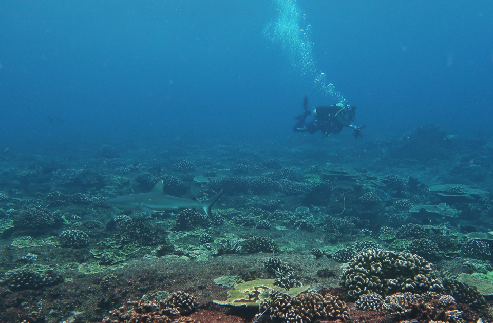 NOAA diver grey reef shark Baker Island 2023.png