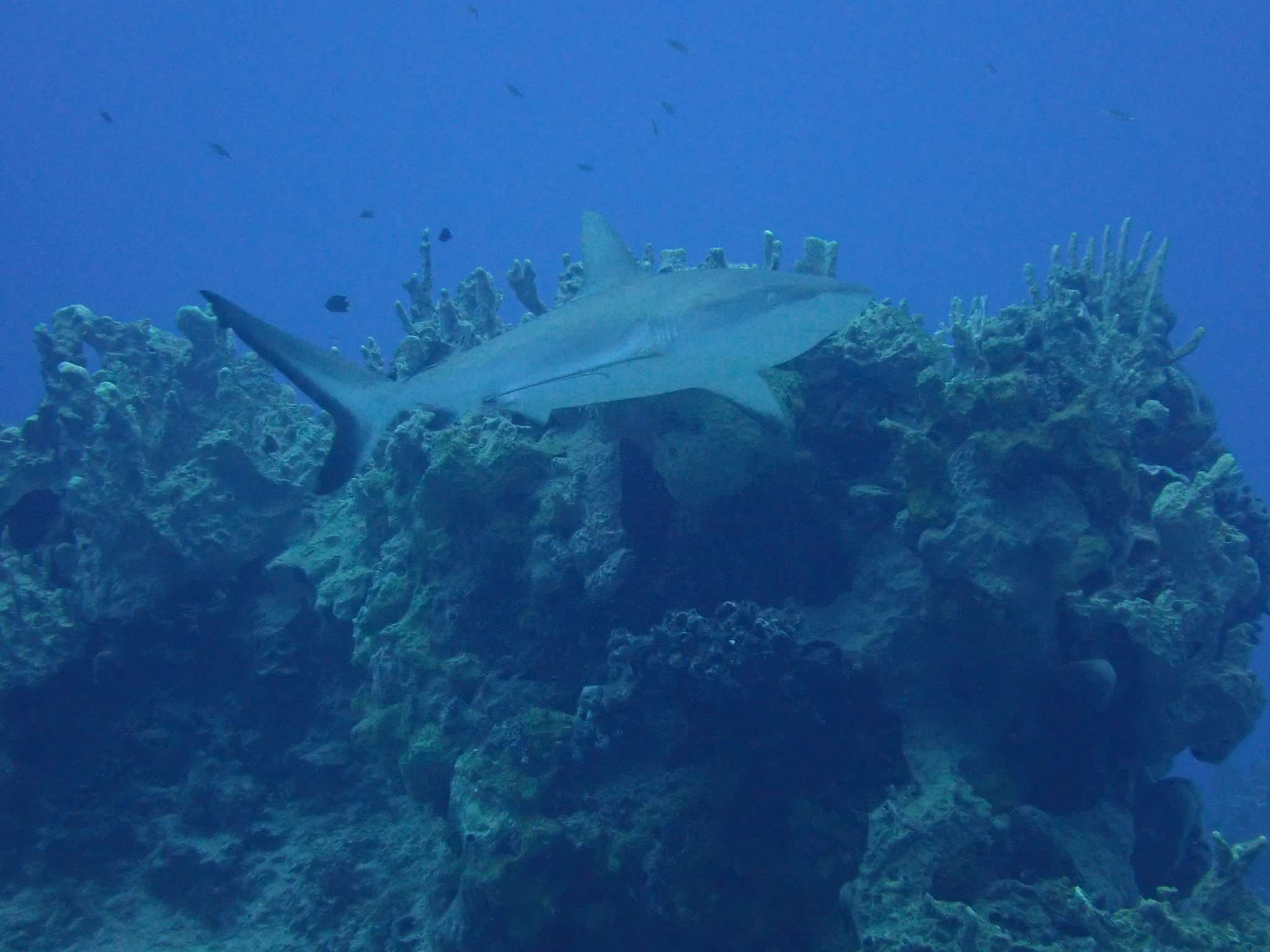 Carcharhinus amblyrhynchos
