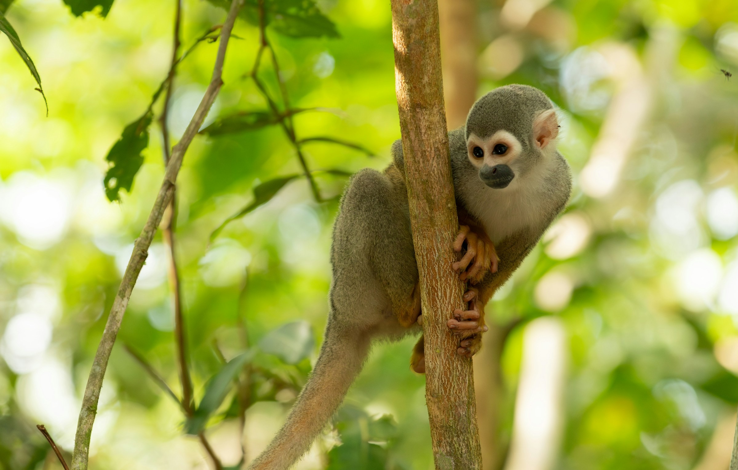 A squirrel monkey in the Amazon. Image by Alain Bonnardeaux via Unsplash.