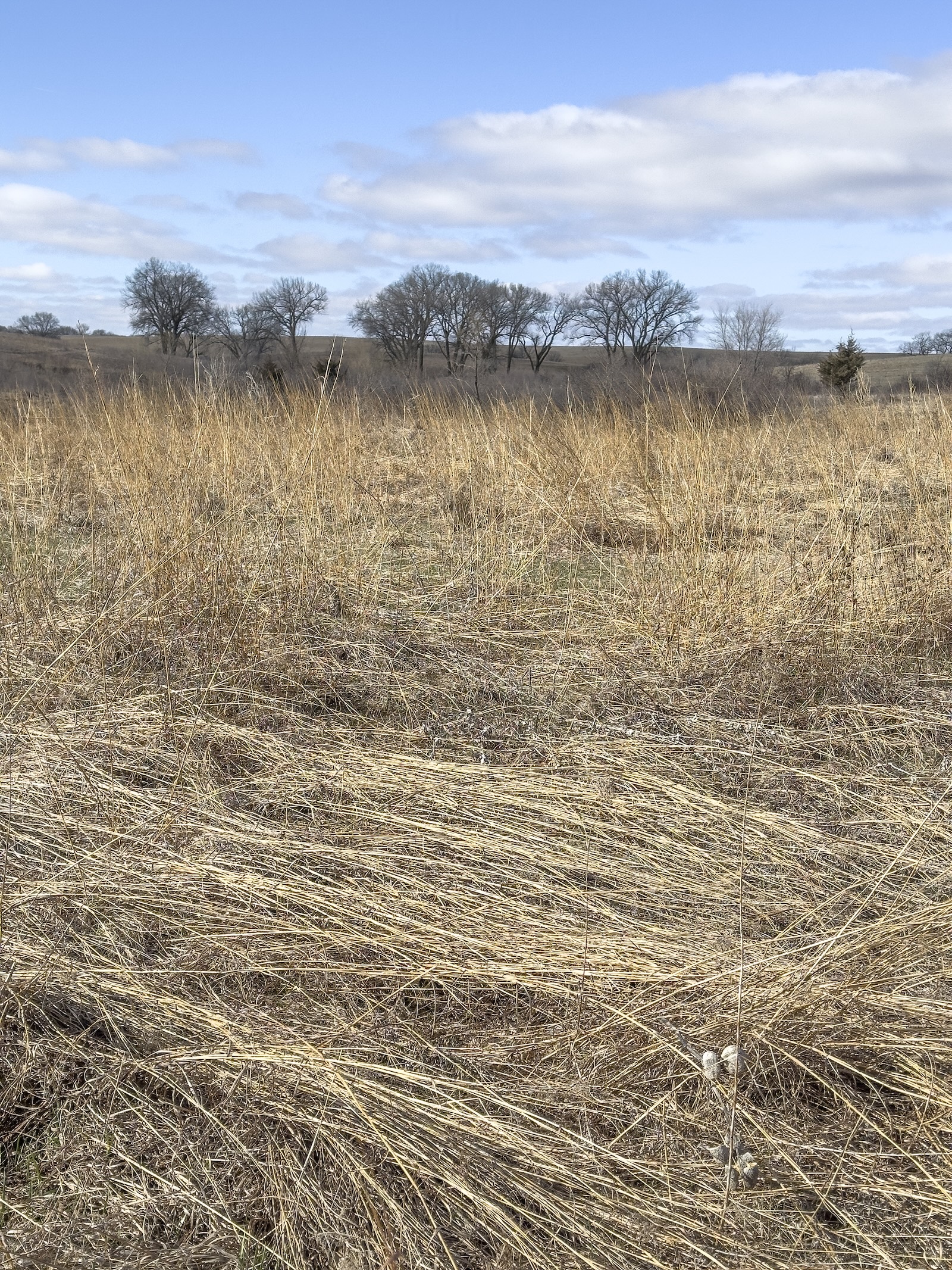 trees grow along a large dry swath of prairie tallgrass